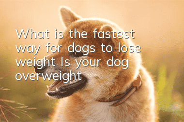 What is the fastest way for dogs to lose weight? Is your dog overweight?