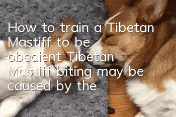 How to train a Tibetan Mastiff to be obedient? Tibetan Mastiff biting may be caused by the wrong method