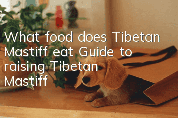 What food does Tibetan Mastiff eat? Guide to raising Tibetan Mastiff