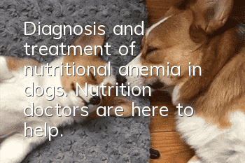 Diagnosis and treatment of nutritional anemia in dogs. Nutrition doctors are here to help.