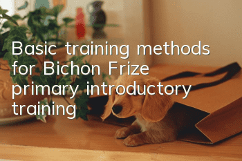 Basic training methods for Bichon Frize, primary introductory training