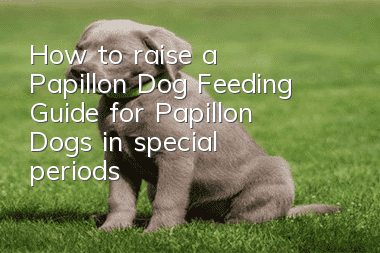 How to raise a Papillon Dog? Feeding Guide for Papillon Dogs in special periods