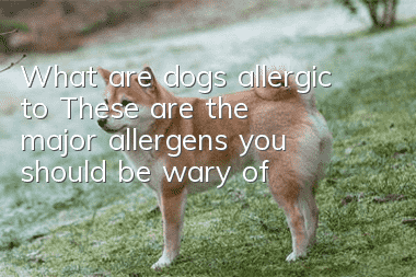 What are dogs allergic to? These are the major allergens you should be wary of
