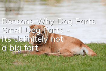 Reasons Why Dog Farts Smell Dog Farts - It’s definitely not a big fart!