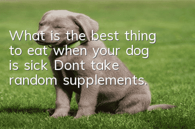 What is the best thing to eat when your dog is sick? Don’t take random supplements.