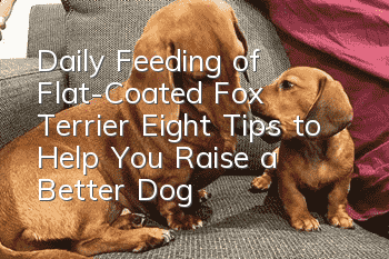 Daily Feeding of Flat-Coated Fox Terrier Eight Tips to Help You Raise a Better Dog
