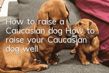 How to raise a Caucasian dog How to raise your Caucasian dog well