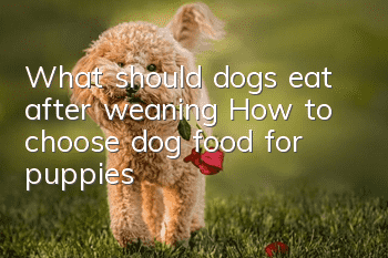 What should dogs eat after weaning? How to choose dog food for puppies?