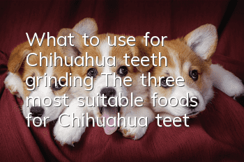 What to use for Chihuahua teeth grinding? The three most suitable foods for Chihuahua teeth grinding