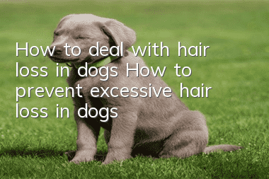 How to deal with hair loss in dogs How to prevent excessive hair loss in dogs