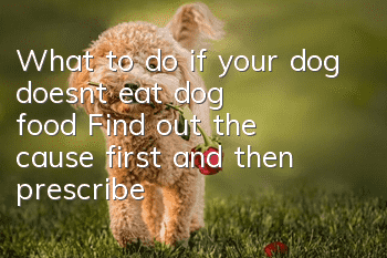 What to do if your dog doesn’t eat dog food? Find out the cause first and then prescribe the right medicine.