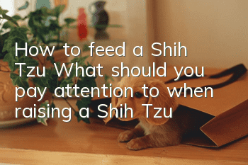 How to feed a Shih Tzu? What should you pay attention to when raising a Shih Tzu?