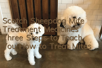 Scotch Sheepdog Mite Treatment Medicines: Three Steps to Teach You How to Treat Mites