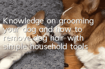 Knowledge on grooming your dog and how to remove dog hair with simple household tools
