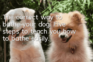The correct way to bathe your dog. Five steps to teach you how to bathe easily.