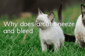 Why does a cat sneeze and bleed?