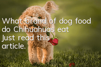 What brand of dog food do Chihuahuas eat? Just read this article.