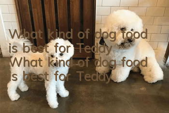 What kind of dog food is best for Teddy? What kind of dog food is best for Teddy?