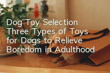 Dog Toy Selection Three Types of Toys for Dogs to Relieve Boredom in Adulthood