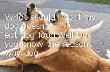 What should I do if my dog doesn’t eat dog food well? Do you know the reasons why dogs are not well-behaved?
