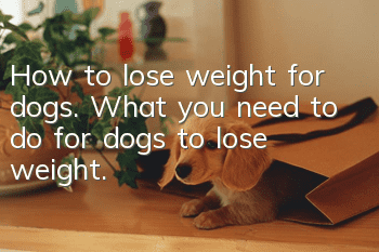 How to lose weight for dogs. What you need to do for dogs to lose weight.