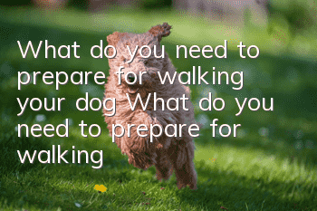 What do you need to prepare for walking your dog? What do you need to prepare for walking your dog?