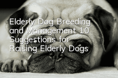 Elderly Dog Breeding and Management 10 Suggestions for Raising Elderly Dogs