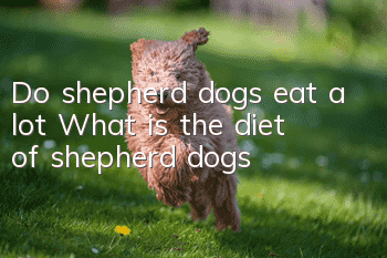 Do shepherd dogs eat a lot? What is the diet of shepherd dogs?