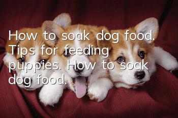 How to soak dog food. Tips for feeding puppies. How to soak dog food.