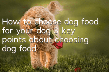How to choose dog food for your dog 3 key points about choosing dog food