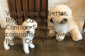 Which one is better, Royal Canin or Cannian? Several comparisons between Royal Canin and Cannian dog food