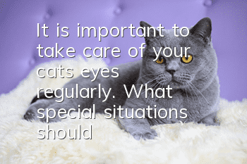 It is important to take care of your cat’s eyes regularly. What special situations should you pay attention to?