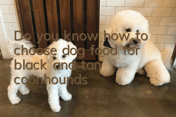 Do you know how to choose dog food for black and tan coonhounds?