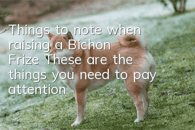 Things to note when raising a Bichon Frize: These are the things you need to pay attention to