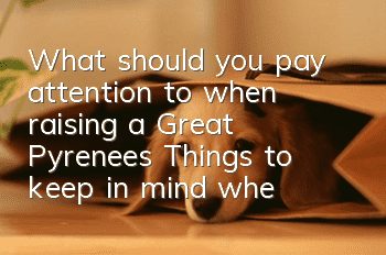 What should you pay attention to when raising a Great Pyrenees? Things to keep in mind when you have a Great Pyrenees at home.