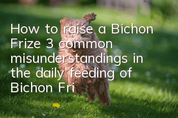 How to raise a Bichon Frize? 3 common misunderstandings in the daily feeding of Bichon Frize