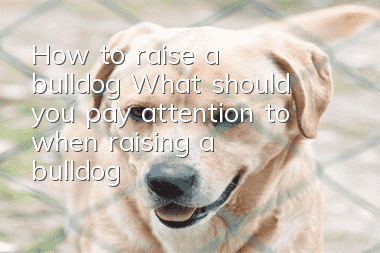 How to raise a bulldog? What should you pay attention to when raising a bulldog?