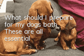 What should I prepare for my dog’s bath? These are all essential
