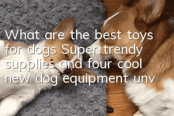 What are the best toys for dogs? Super trendy supplies and four cool new dog equipment unveiled
