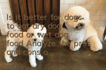 Is it better for dogs to eat dry dog ​​food or wet dog food? Analyze the pros and cons of the two types of dog food