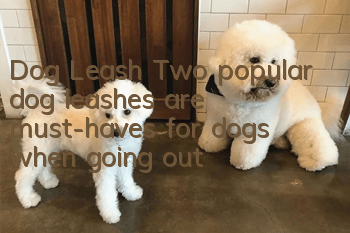 Dog Leash Two popular dog leashes are must-haves for dogs when going out