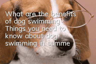 What are the benefits of dog swimming? Things you need to know about dog swimming in summer