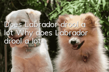 Does Labrador drool a lot? Why does Labrador drool a lot?