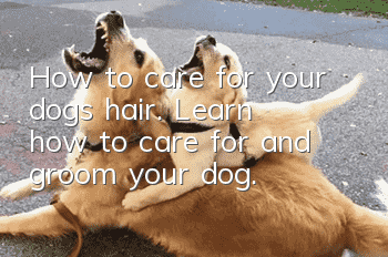 How to care for your dog’s hair. Learn how to care for and groom your dog.