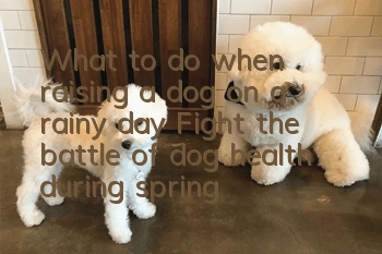 What to do when raising a dog on a rainy day? Fight the battle of dog health during spring rains
