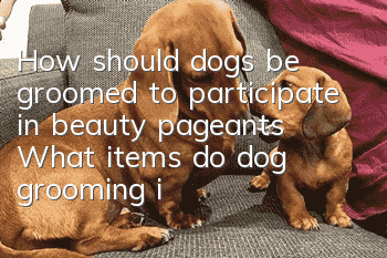 How should dogs be groomed to participate in beauty pageants? What items do dog grooming include?
