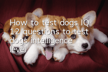 How to test dog’s IQ 12 questions to test dog’s intelligence level