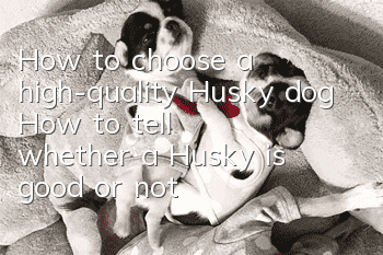 How to choose a high-quality Husky dog ​​How to tell whether a Husky is good or not