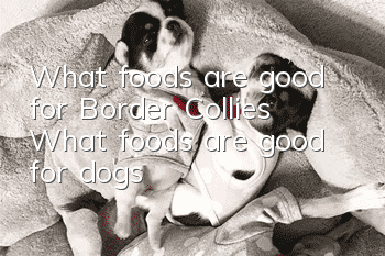 What foods are good for Border Collies? What foods are good for dogs?