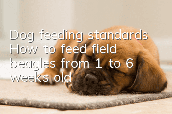 Dog feeding standards How to feed field beagles from 1 to 6 weeks old